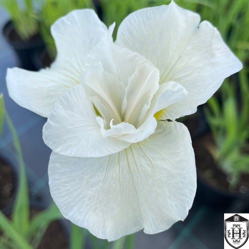 Iris sibirica 'Gull's Wing' - Siberi iiris 'Gull's Wing'